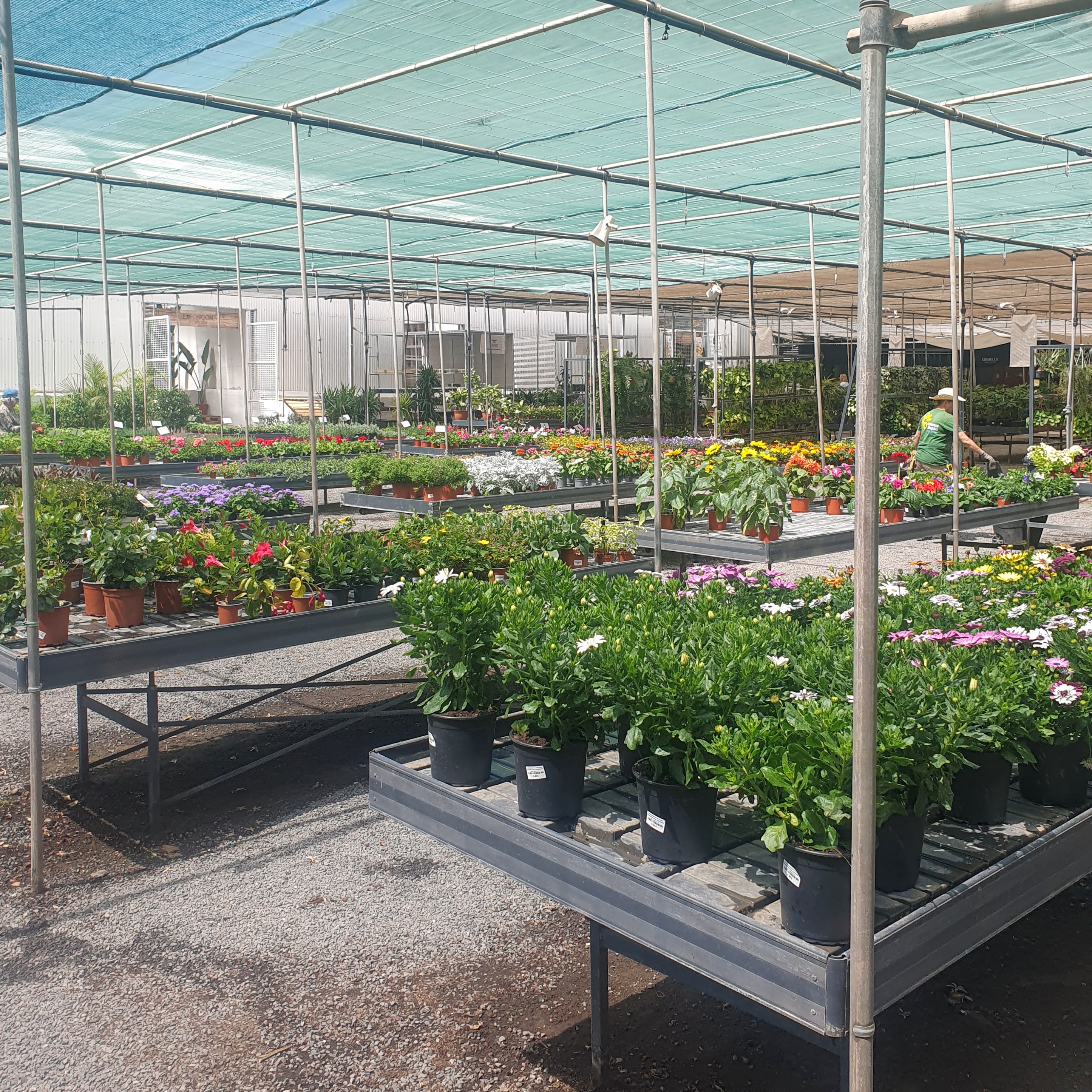 Where to Buy Plants for Your Home in Gran Canaria