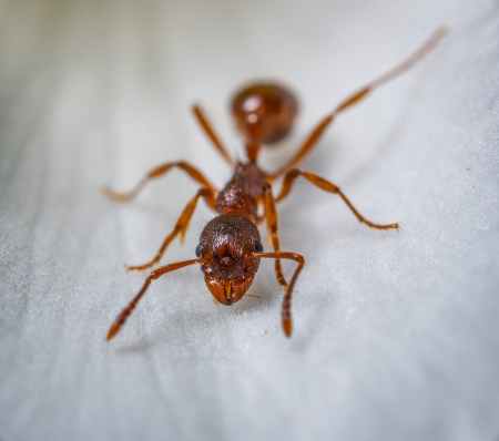 red ant macro photography