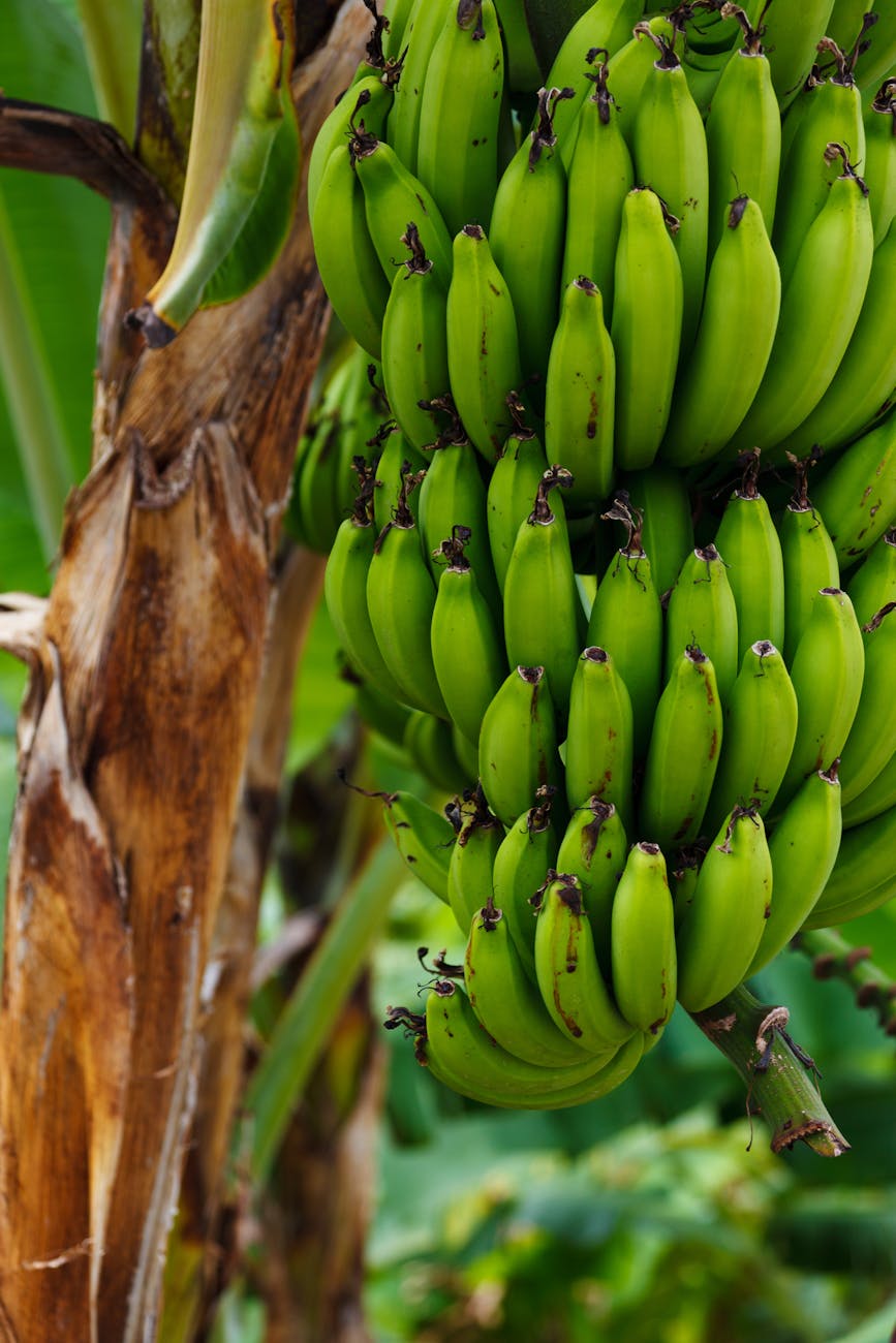 Banana World in Gran Canaria: Guided Tour & Tasting at a Real Banana Plantation